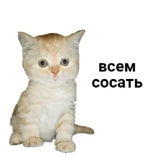 🥴 emoji кисики Telegram sticker 14 of 43