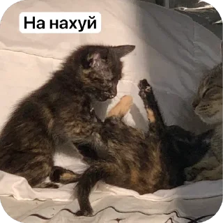 🤓 emoji Хуита Telegram sticker 18 of 39