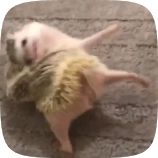 😱 emoji Їжачки то життя!! Telegram sticker 8 of 33