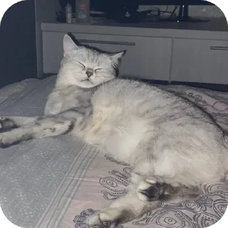 🫥 emoji ЕВА И МИРАНА Telegram sticker 9 of 58
