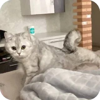 🫥 emoji ЕВА И МИРАНА Telegram sticker 14 of 58