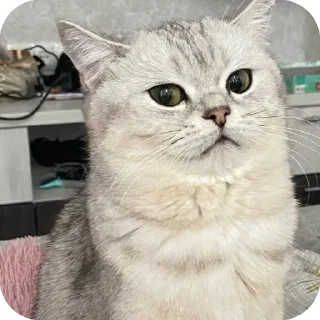 🫥 emoji ЕВА И МИРАНА Telegram sticker 8 of 58