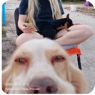 🐶 emoji Тупой гном Telegram sticker 15 of 42