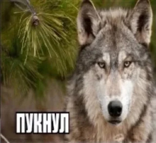 🐺 emoji любите машу Telegram sticker 9 of 52