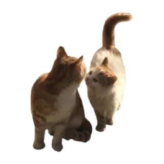 😻 emoji любите @beliychocolad Telegram sticker 8 of 39