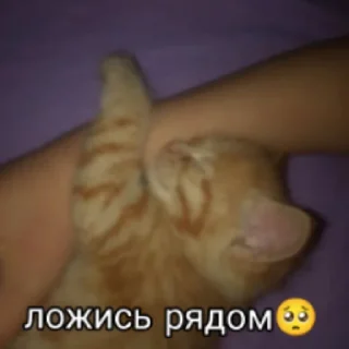 😄 emoji лавка Telegram sticker 23 of 32