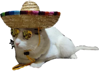 🐈 emoji Rjomba-pack Telegram sticker 15 of 99