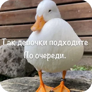 Sticker from 👉 Гуси 👈