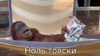 Sticker from Душные ораги