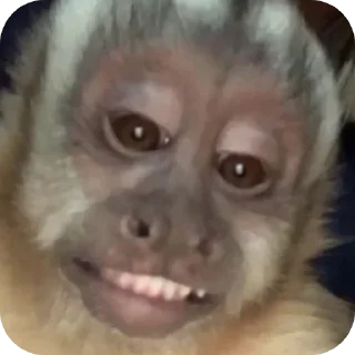 🐱 emoji БИБИЗЯНЫ Telegram sticker 9 of 12