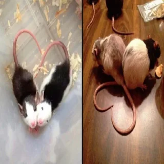 🐁 emoji Для Тебя Telegram sticker 14 of 120