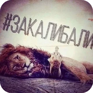 🖼 emoji стики от кошенятко Telegram sticker 8 of 62