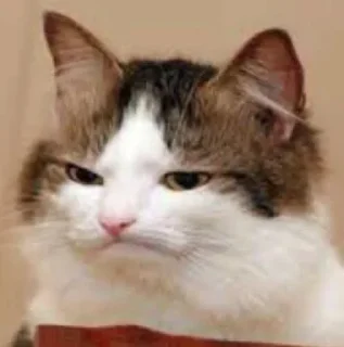 🤦‍♀️ emoji Сборище стиков Катьки Telegram sticker 21 of 37