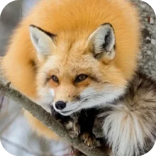 😏 emoji 𝗳𝗼𝘅𝗲𝘀&𝗳𝗲𝗻𝗻𝗲𝗰𝘀 @shchobshokuvaty Telegram sticker 8 of 70