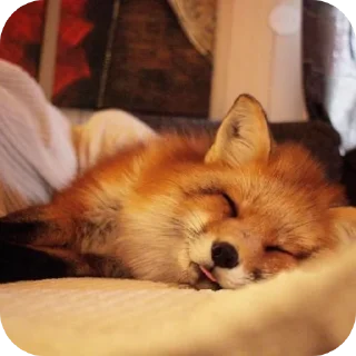 😴 emoji 𝗳𝗼𝘅𝗲𝘀&𝗳𝗲𝗻𝗻𝗲𝗰𝘀 @shchobshokuvaty Telegram sticker 24 of 70