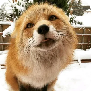 😝 emoji 𝗳𝗼𝘅𝗲𝘀&𝗳𝗲𝗻𝗻𝗲𝗰𝘀 @shchobshokuvaty Telegram sticker 9 of 70
