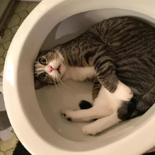 🚽 emoji Стикеры канала 2 Telegram sticker 14 of 32