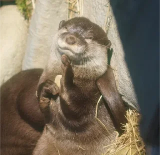 😁 emoji otters Telegram sticker 10 of 29