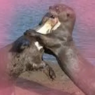 💏 emoji Cursed Otters Telegram sticker 23 of 34
