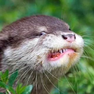 😬 emoji otters Telegram sticker 11 of 69