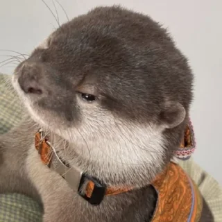 🤨 emoji otters Telegram sticker 9 of 69