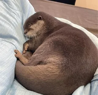 😴 emoji otters Telegram sticker 11 of 29