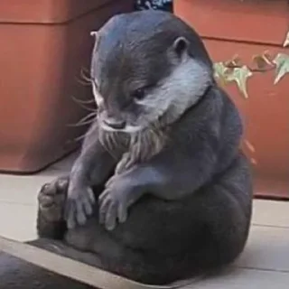 🤍 emoji otters Telegram sticker 22 of 69