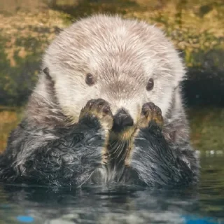😱 emoji otters Telegram sticker 15 of 29