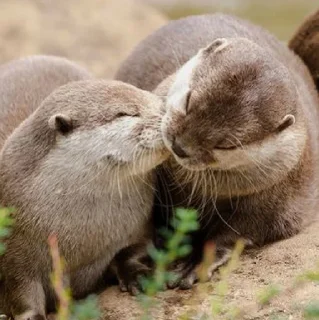 😘 emoji Выдры (@safthome) Telegram sticker 18 of 120