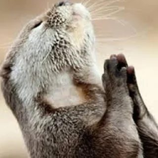 😌 emoji Cursed Otters Telegram sticker 11 of 34