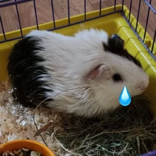 😢 emoji Порося Telegram sticker 19 of 58