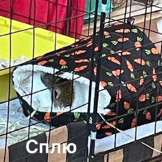 Sticker from Порося