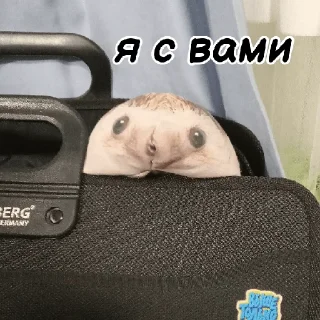 🧳 emoji Хренобус @bloptop Telegram sticker 14 of 20