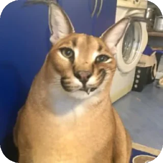 🐱 emoji Клоун ты в муте Telegram sticker 18 of 119