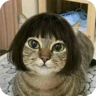 🐱 emoji Клоун ты в муте Telegram sticker 19 of 119