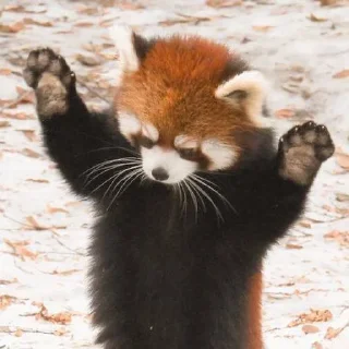 🍥 emoji RED PANDAS 2.0 • by senlin Telegram sticker 2 of 30