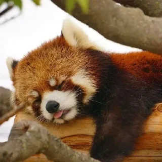 🍥 emoji RED PANDAS 2.0 • by senlin Telegram sticker 22 of 30