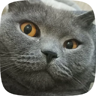 😼 emoji Кафіф Telegram sticker 5 of 54
