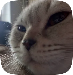 😼 emoji Кафіф Telegram sticker 7 of 54