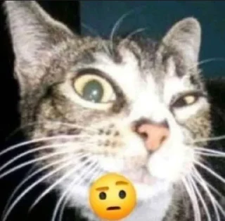🤨 emoji котики милашки Telegram sticker 12 of 93