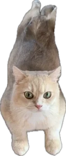 😊 emoji мои китики Telegram sticker 5 of 77