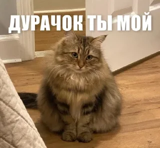 🙂 emoji ЖЮ 🧡 Видео НГ @lifeyt Telegram sticker 23 of 89