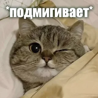 Sticker from ЖЮ 🧡 Видео НГ @lifeyt