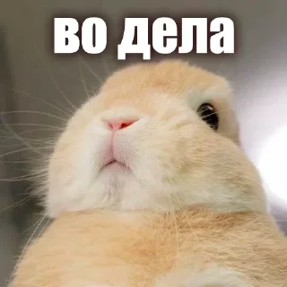 Sticker from ЖЮ 🧡 Видео НГ @lifeyt