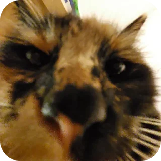 🐱 emoji котики jihiii Telegram sticker 12 of 13