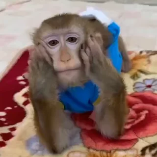 🐵 emoji абізянки Telegram sticker 14 of 90