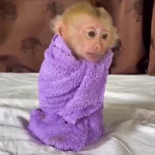 🌟 emoji абізянки Telegram sticker 18 of 90