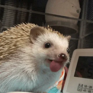 🦔 emoji hedgehogs in every day Telegram sticker 14 of 15