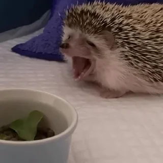 Sticker from hedgehogs in every day