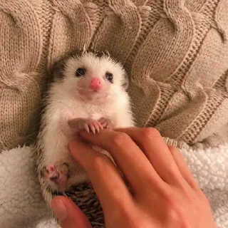 Sticker from hedgehogs in every day